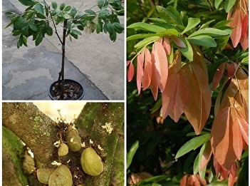 Amphawa tree