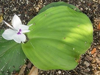 fragrant