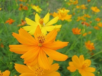 starburst