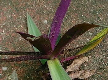 Aloe vera or Cockle aloe vera