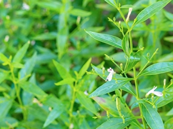 Andrographis paniculata