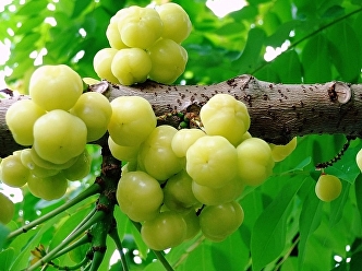 star gooseberry