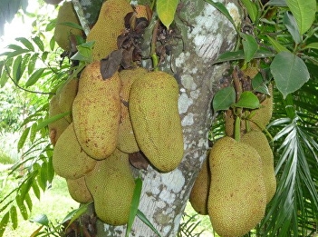 Champada