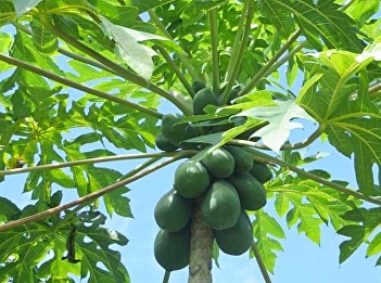 papaya