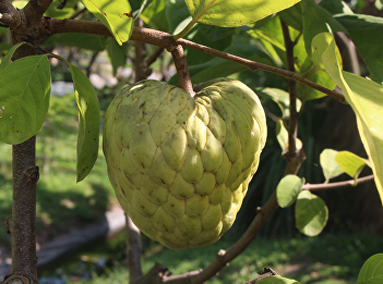 custard apple