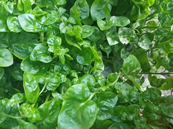 Watercress