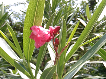Oleander