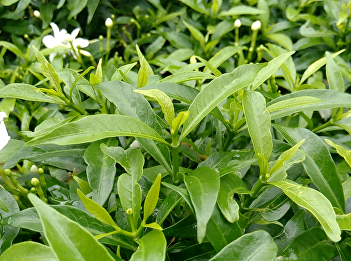 Phud Supachok