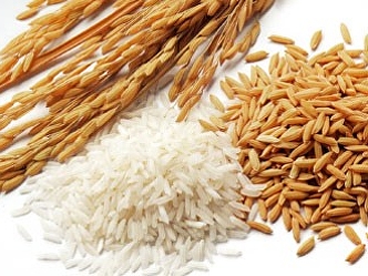 Pathumthani fragrant rice1