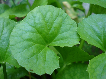 Gotu Kola