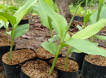 white turmeric