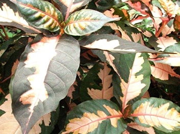 Naga leaves