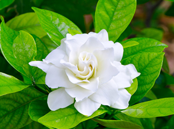 gardenia