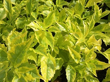 gold leaf