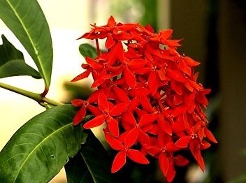 red needle tree