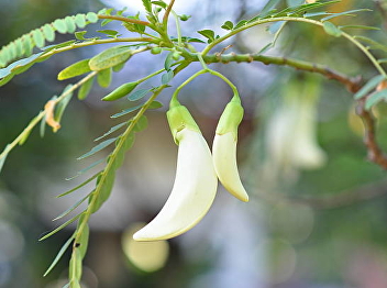 Ban Khae tree