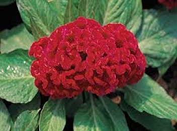 cockscomb