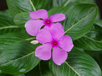 Watercress Guava