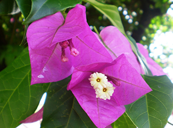 Bougainvillea