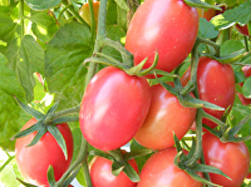 tomato