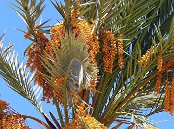 Date palm
