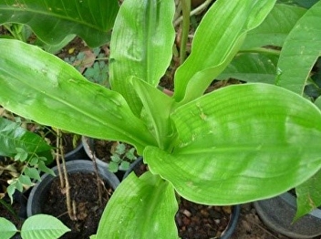 Kuman Thong Wan