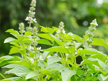 sweet basil