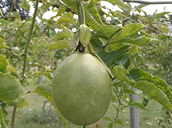 passion fruit