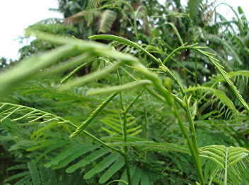 Acacia