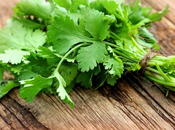coriander