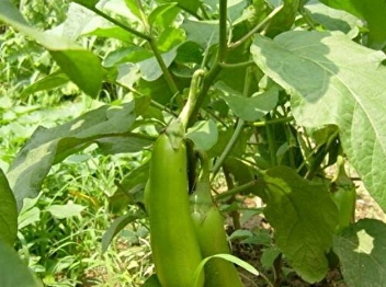 Eggplant
