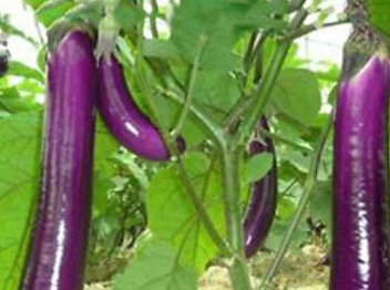 Eggplant