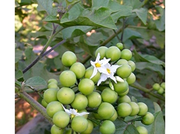 Eggplant