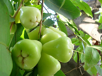 ชมพู่น้ำดอกไม้