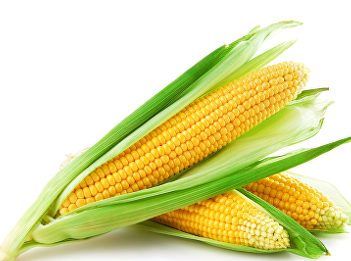 ข้าวโพด