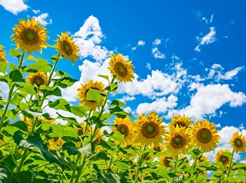 ทานตะวัน