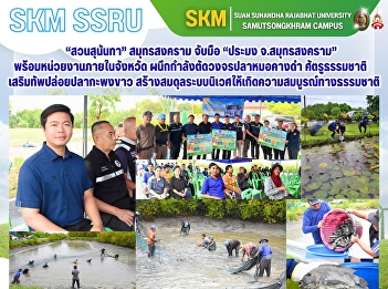 “สวนสุนันทา” สมุทรสงคราม จับมือ “ประมง
จ.สมุทรสงคราม” พร้อมหน่วยงานภายในจังหวัด
ผนึกกำลังตัดวงจรปลาหมอคางดำ
ศัตรูธรรมชาติ
ทำลายระบบนิเวศภายในวิทยาเขต
เสริมทัพปล่อยปลากะพงขาว
สร้างสมดุลระบบนิเวศให้เกิดความสมบูรณ์ทางธรรมชาติ