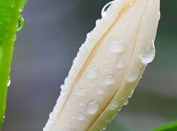 จำปี