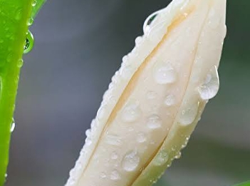 จำปี