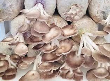 เห็ดนางฟ้าภูฐาน